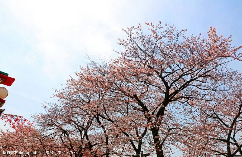 樱花旅游樱花树