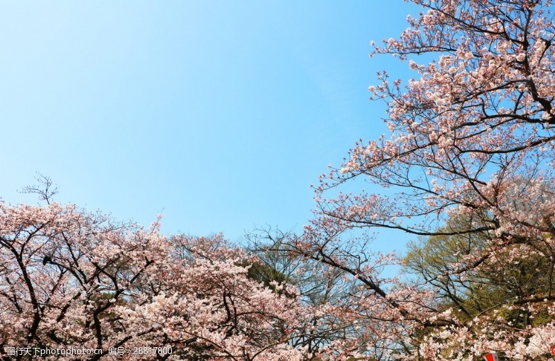 樱花旅游上野公园樱花