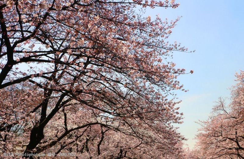 樱花旅游上野公园樱花