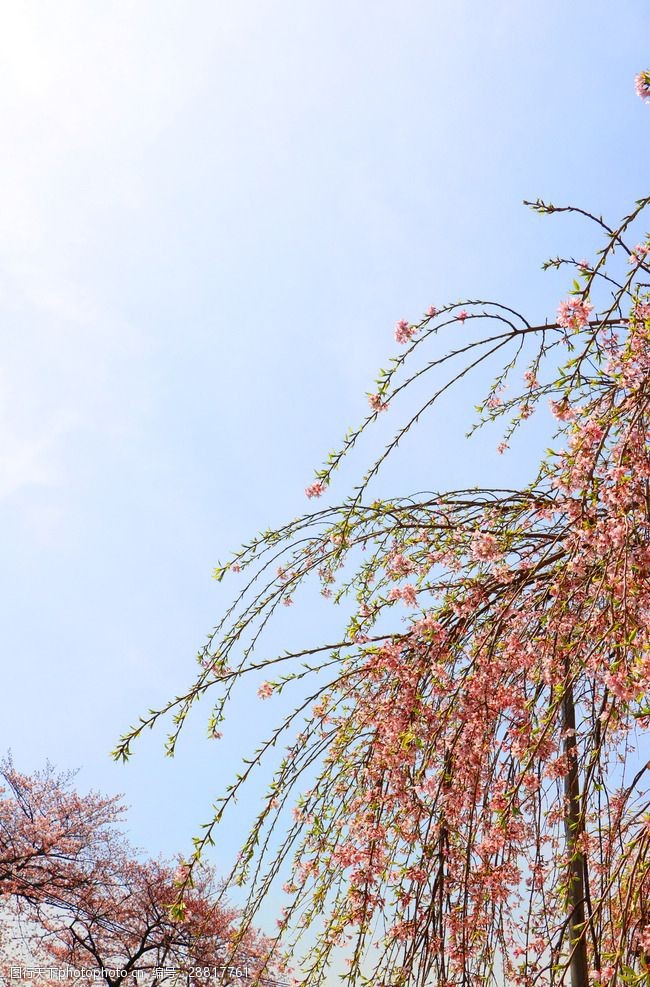 樱花旅游樱花树