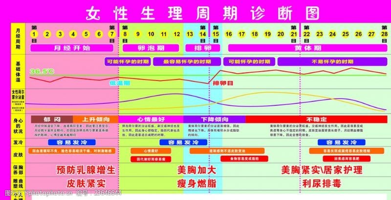 分泌的女性生理周期诊断图
