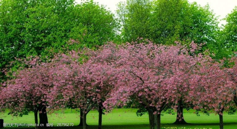 樱花旅游绿树如茵