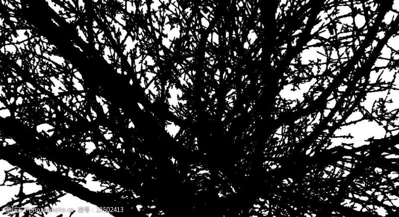 枝干矢量树枝抽象树枝素材黑白