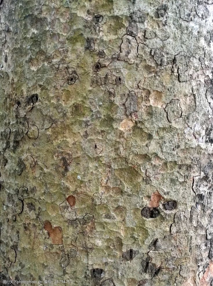 裂痕素材树皮