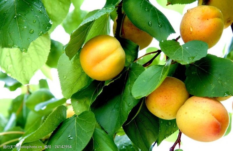 植美人杏子