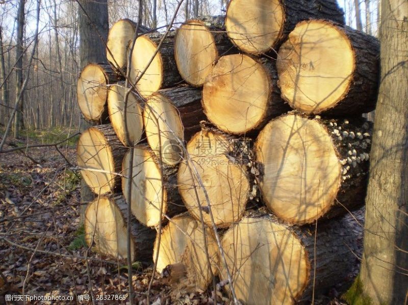 柴堆栈一堆切割好的木桩