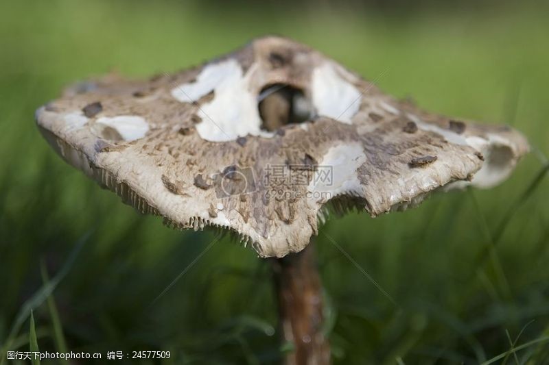 成语英语森林野生蘑菇生长在秋天
