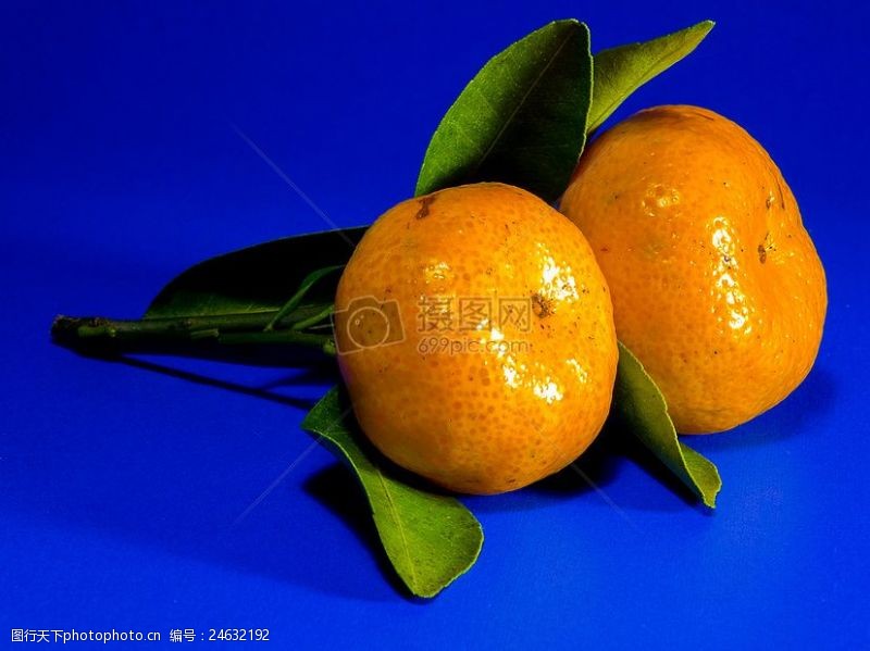 黄色叶子饱满的橘黄色橘子