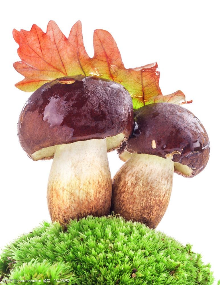 蘑菇菜长在草地上的新鲜蘑菇图片