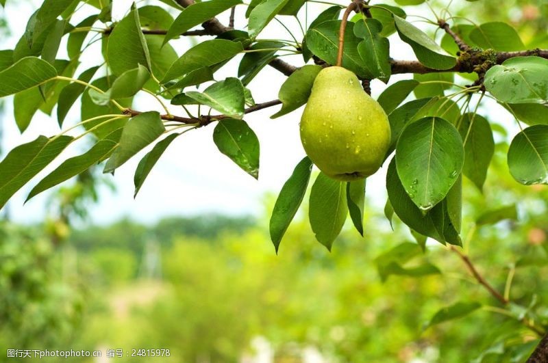梨图片素材梨树上的梨子图片