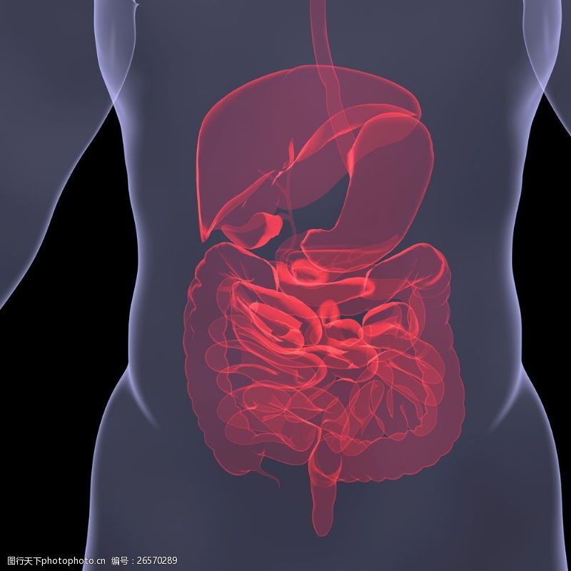 人体器官图人体内脏器官图片
