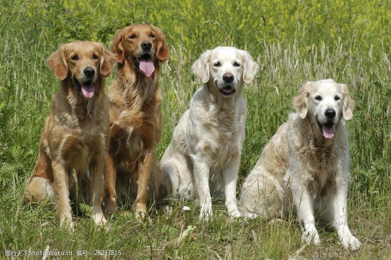宠物犬名片立在草地上的四只宠物狗图片