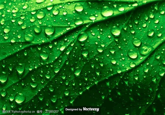 液体带水滴的真实绿树叶纹理矢量图
