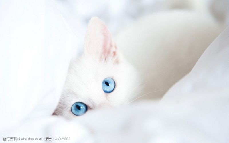 白色小猫可爱宠物白色猫咪高清图片下载