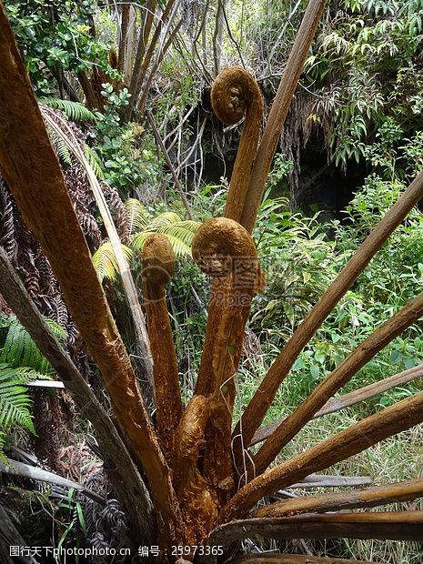 山火夏威夷的树蕨