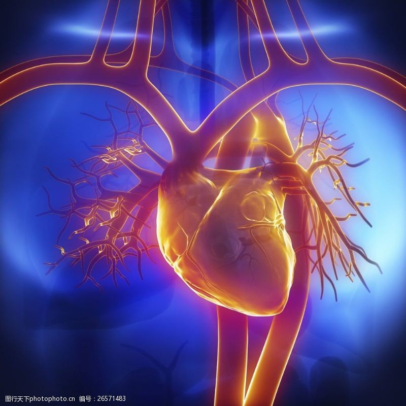 人体器官图心脏血管器官图片