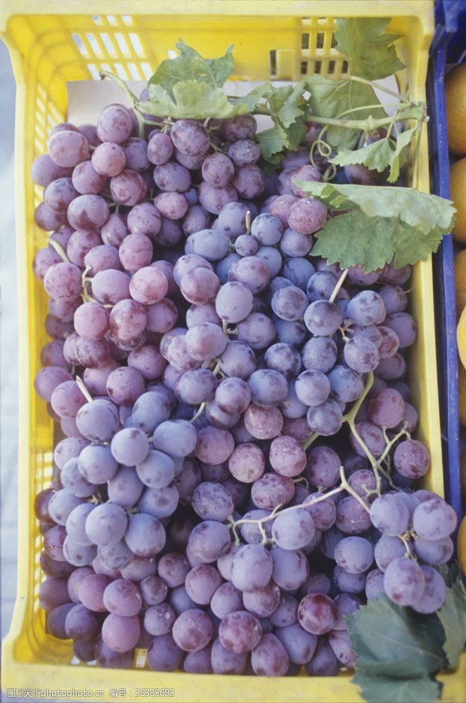 丰收的葡萄园水果篮子里的葡萄摄影图片