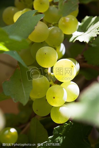 熟透的葡萄等待采摘的葡萄