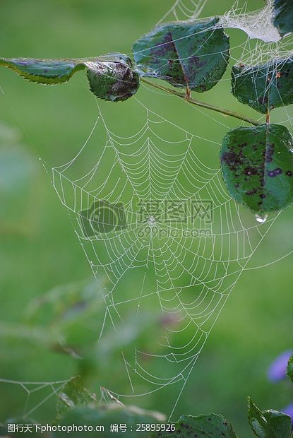 绿叶下的蜘蛛网
