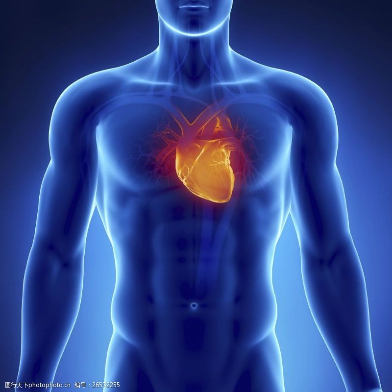 人体器官图男性心脏器官图片