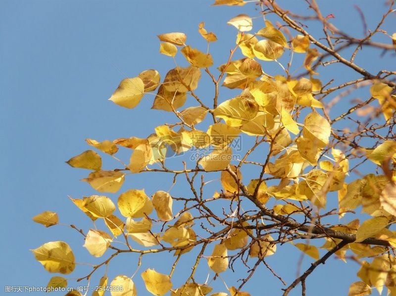 树枝上的黄色叶子