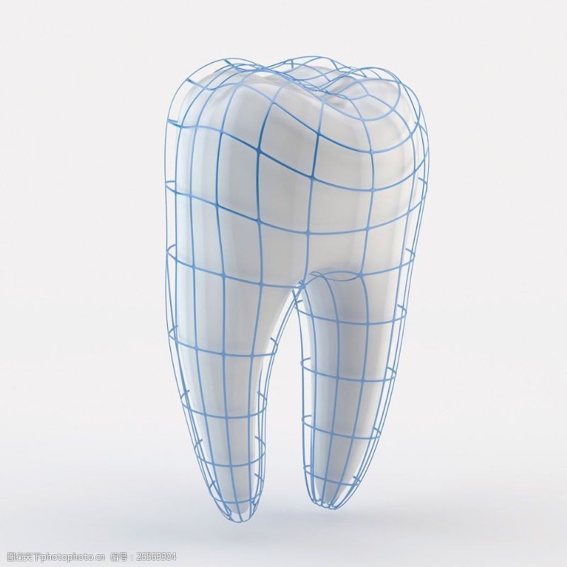 人体器官图牙齿模型图片