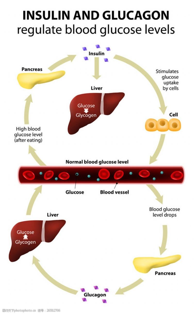 肝血肝脏和血管图片