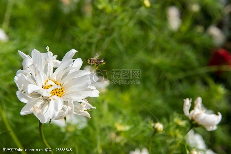 多彩菊花花朵上的蜜蜂