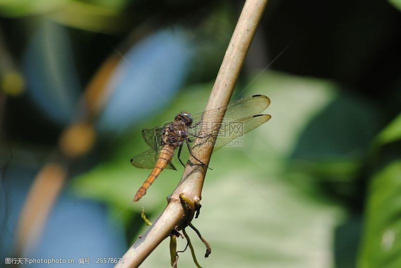丛飞树干上的蜻蜓