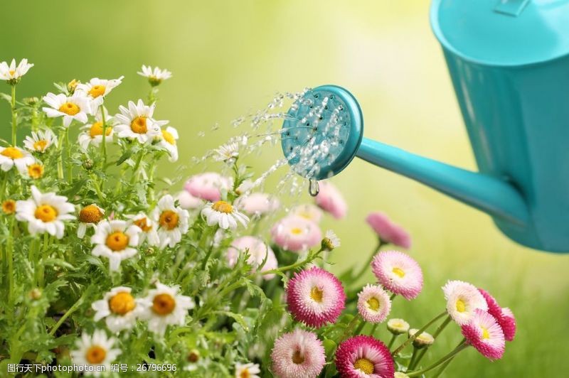 浇花菊花特写图片