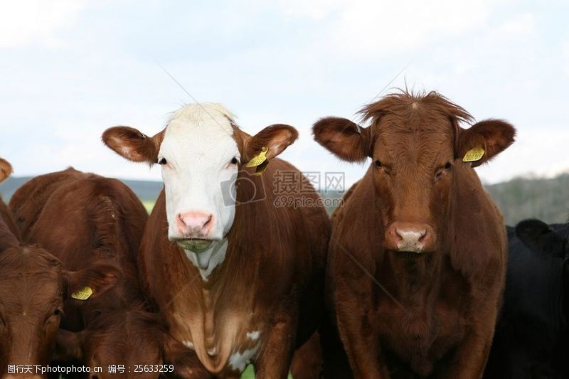 牛奶商标免费的牛的照片快乐牛说你好