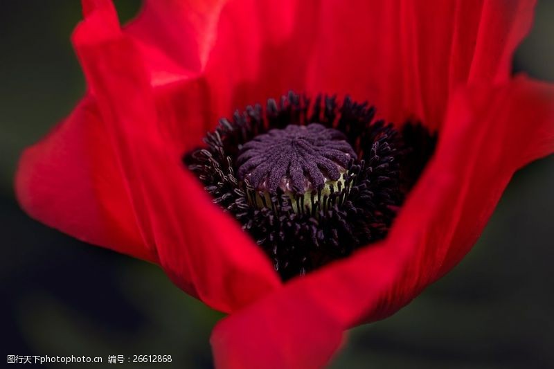 唯美罂粟花唯美红色罂粟花图片