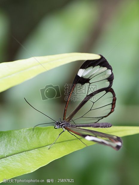 独特的翅膀透明的蝴蝶