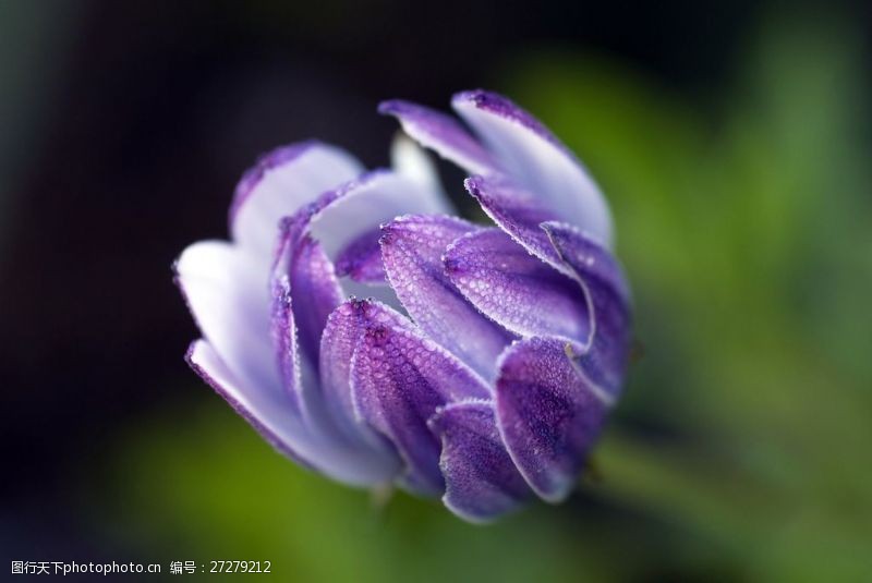 蓝目菊紫色非洲菊图片