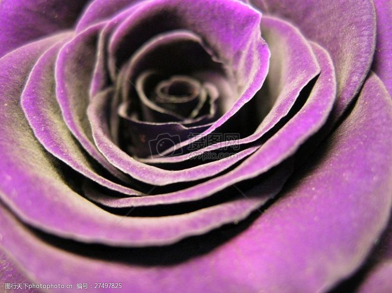 紫漫红尘紫色的玫瑰花