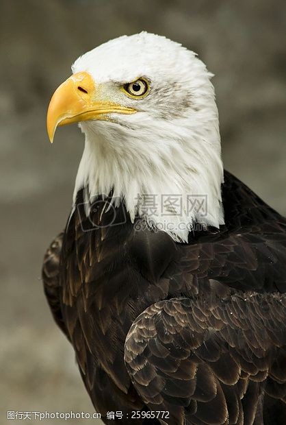 eagle白色和棕色美国之鹰的微距拍摄