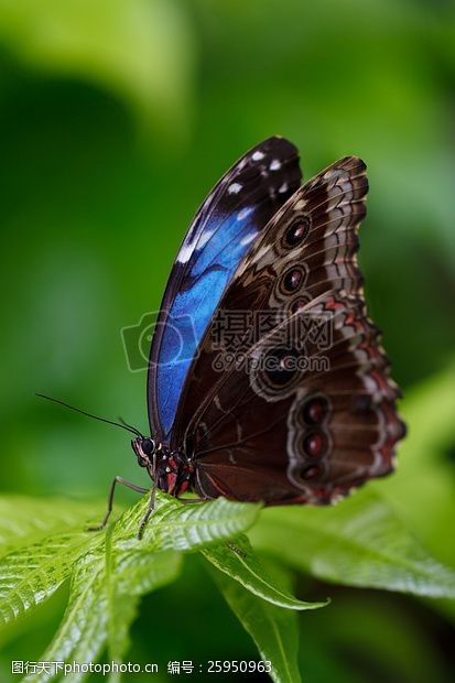 outdoors黑色和蓝色的蝴蝶