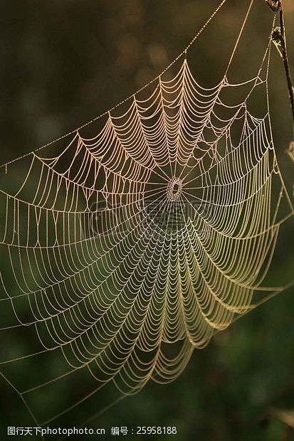 黄昏下的蜘蛛网