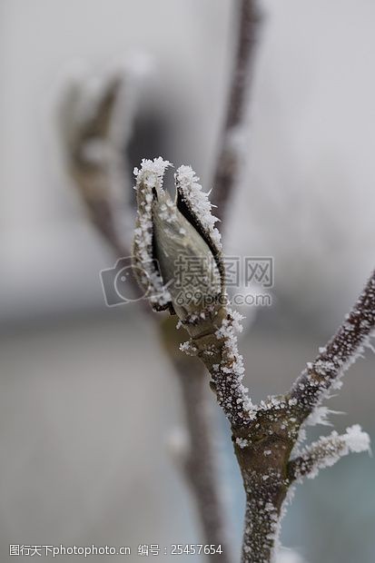 树杈树枝上的冰霜
