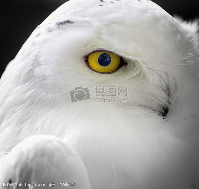 雪猫头鹰的眼睛