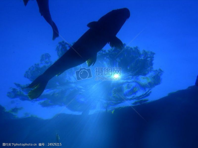 深水鱼在水里游泳的鲨鱼