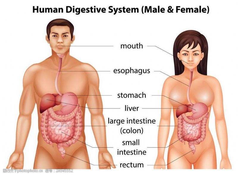 男女消化系统图片