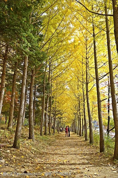 济州岛秋天的林荫小道
