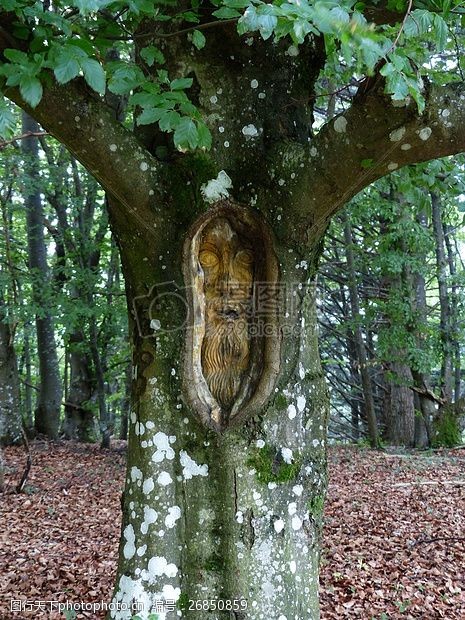 白榉色森林中的树脸雕刻
