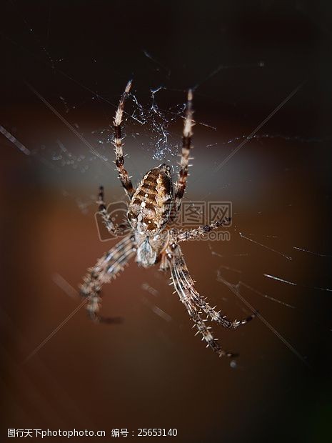 蜘蛛网网上的蜘蛛