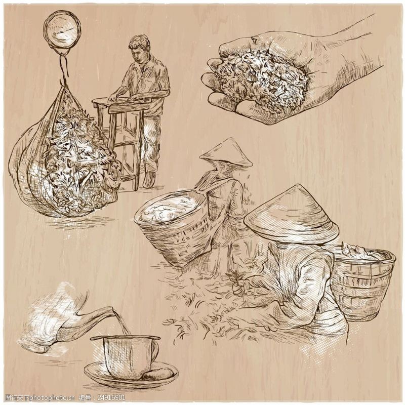 采茶的女人辛勤采茶的人手绘画图片