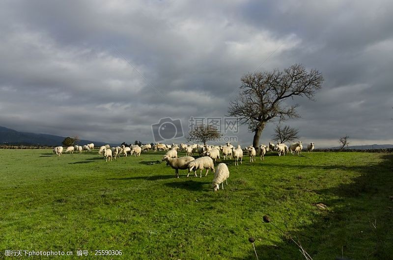 牧羊牧场1