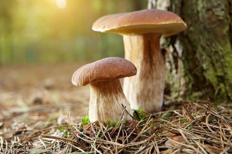 蘑菇菜树下的蘑菇图片
