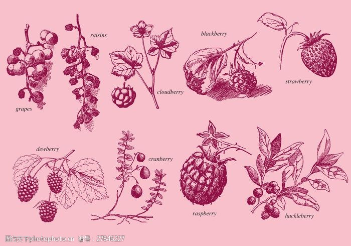 丰收的葡萄园老风格的绘画浆果