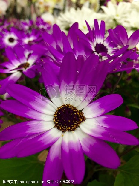 多彩菊花自然花紫植物春天丰富多彩开花开花植物雏菊紫关闭